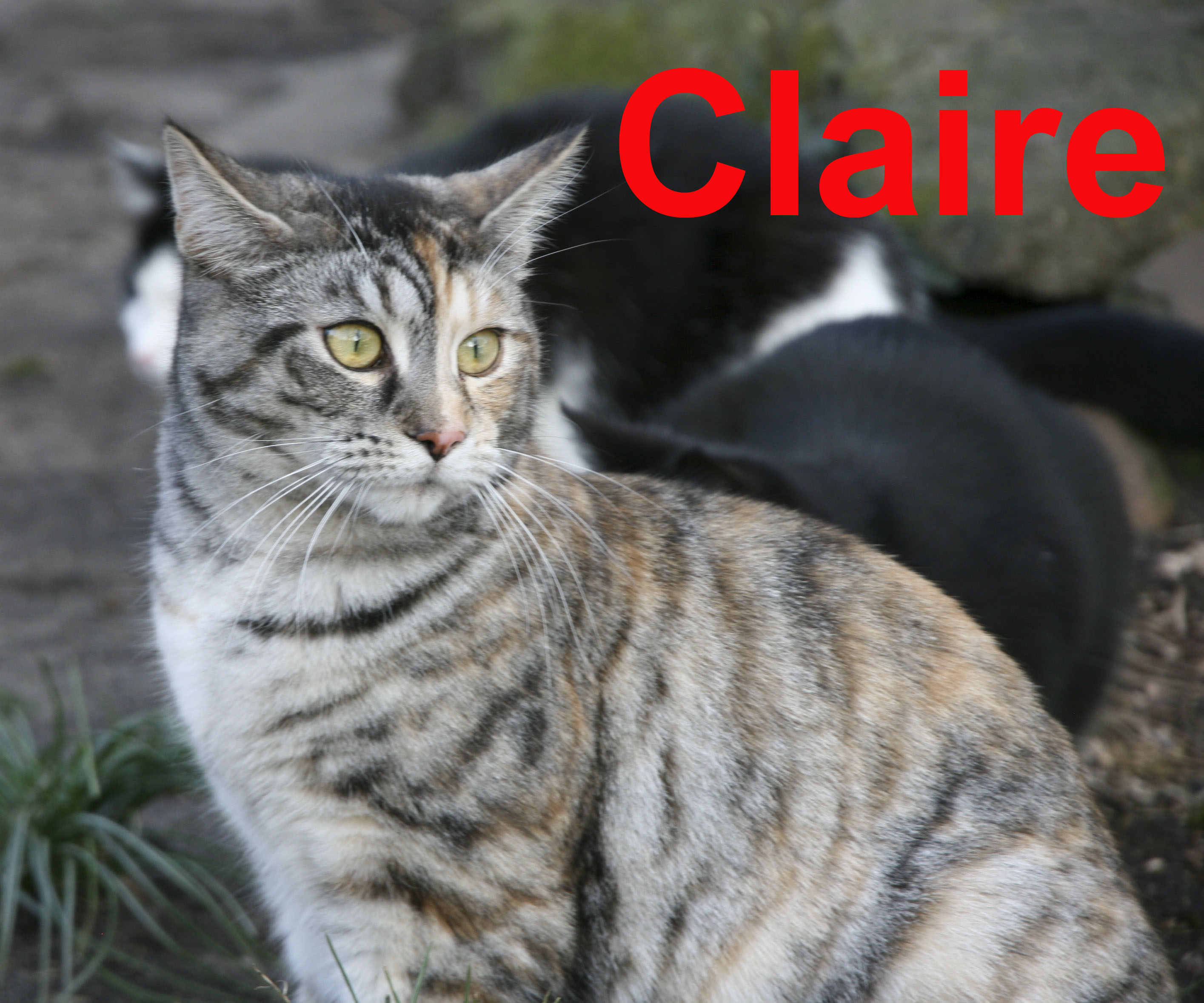 Claire1