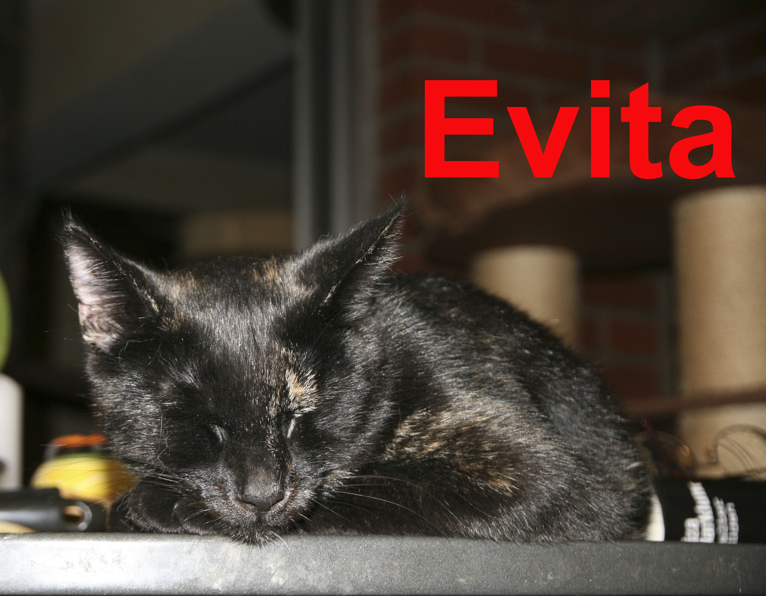 Evita_1