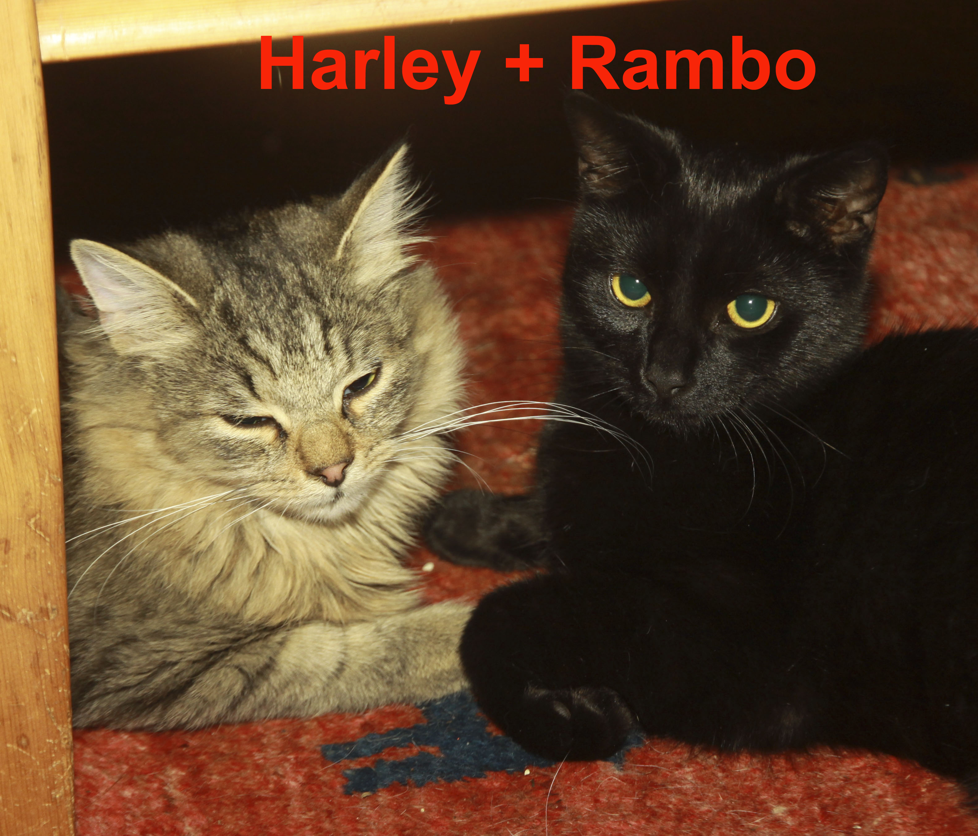 Harley + Rambo