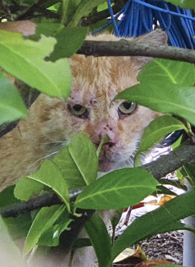 Krtzekater_1