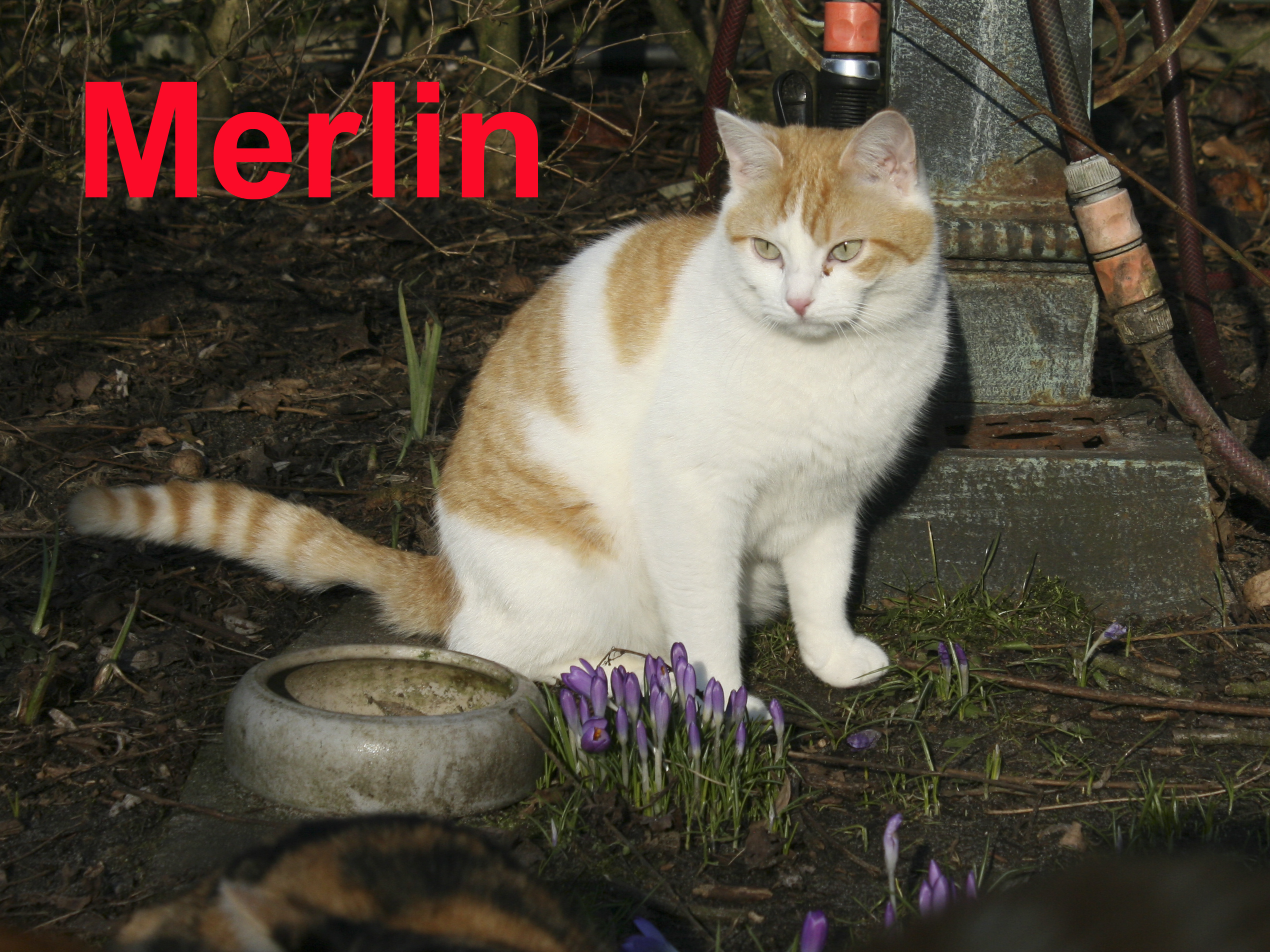 Merlin