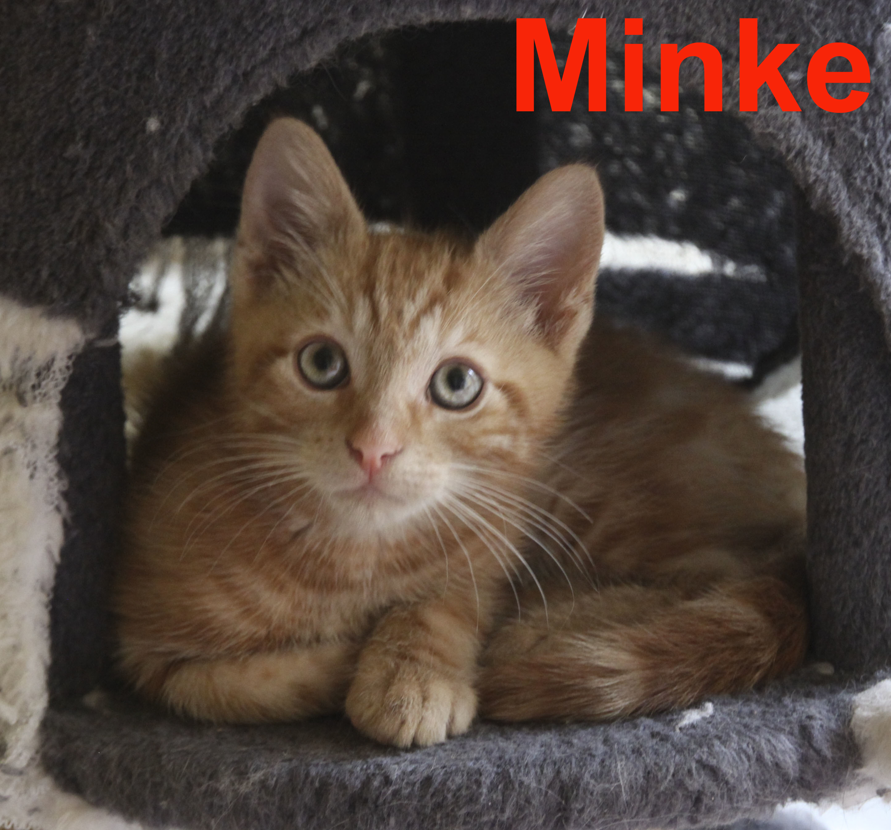 Minke