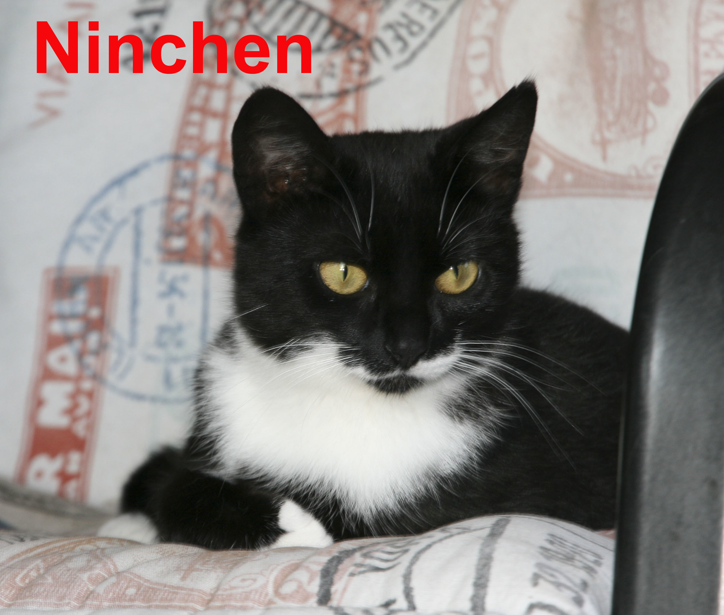 Ninchen