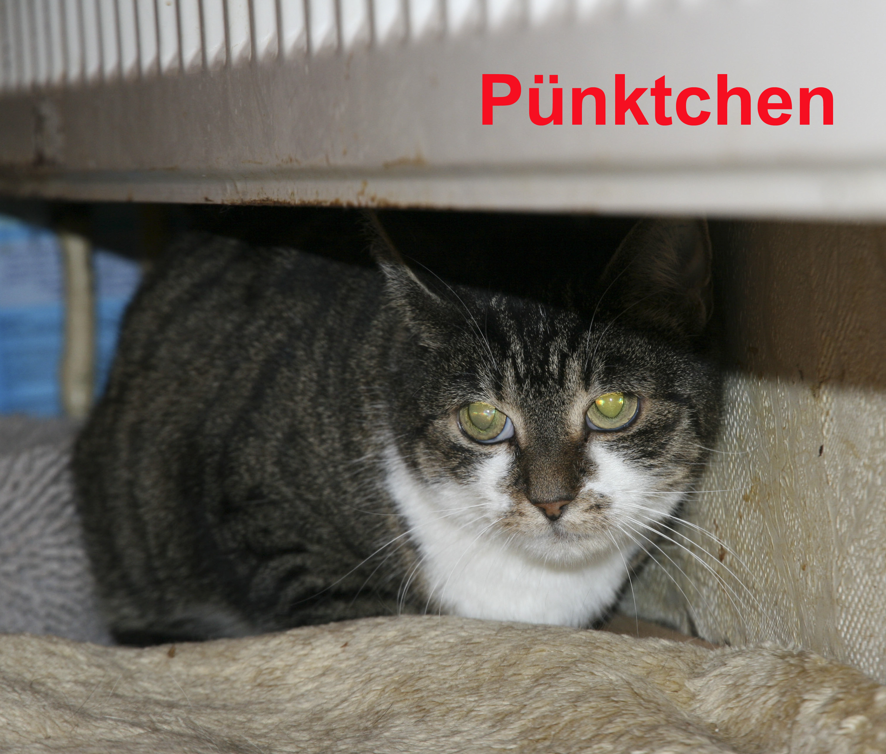Pnktchen