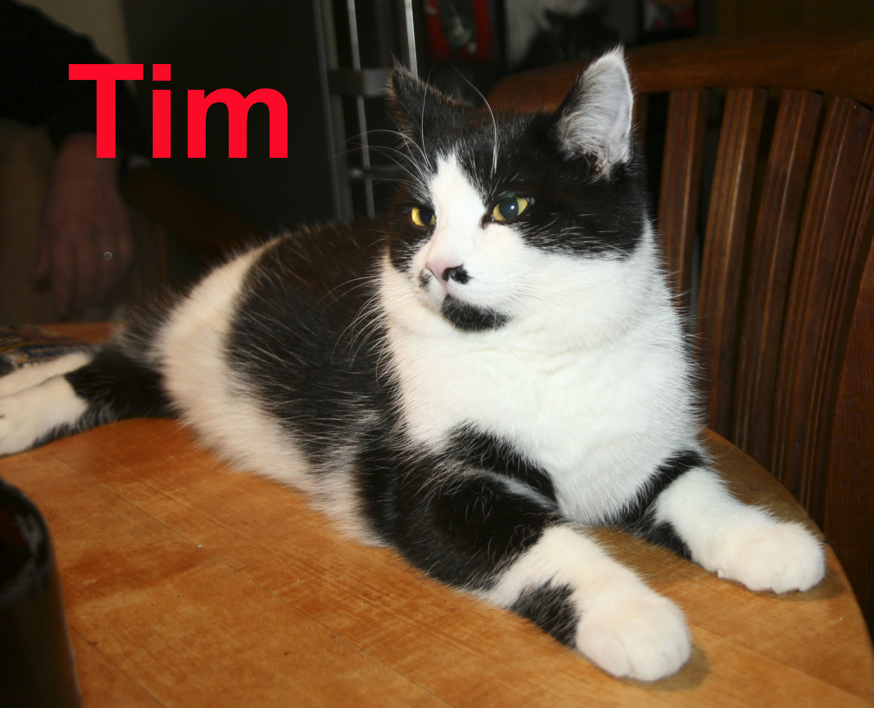 Tim1